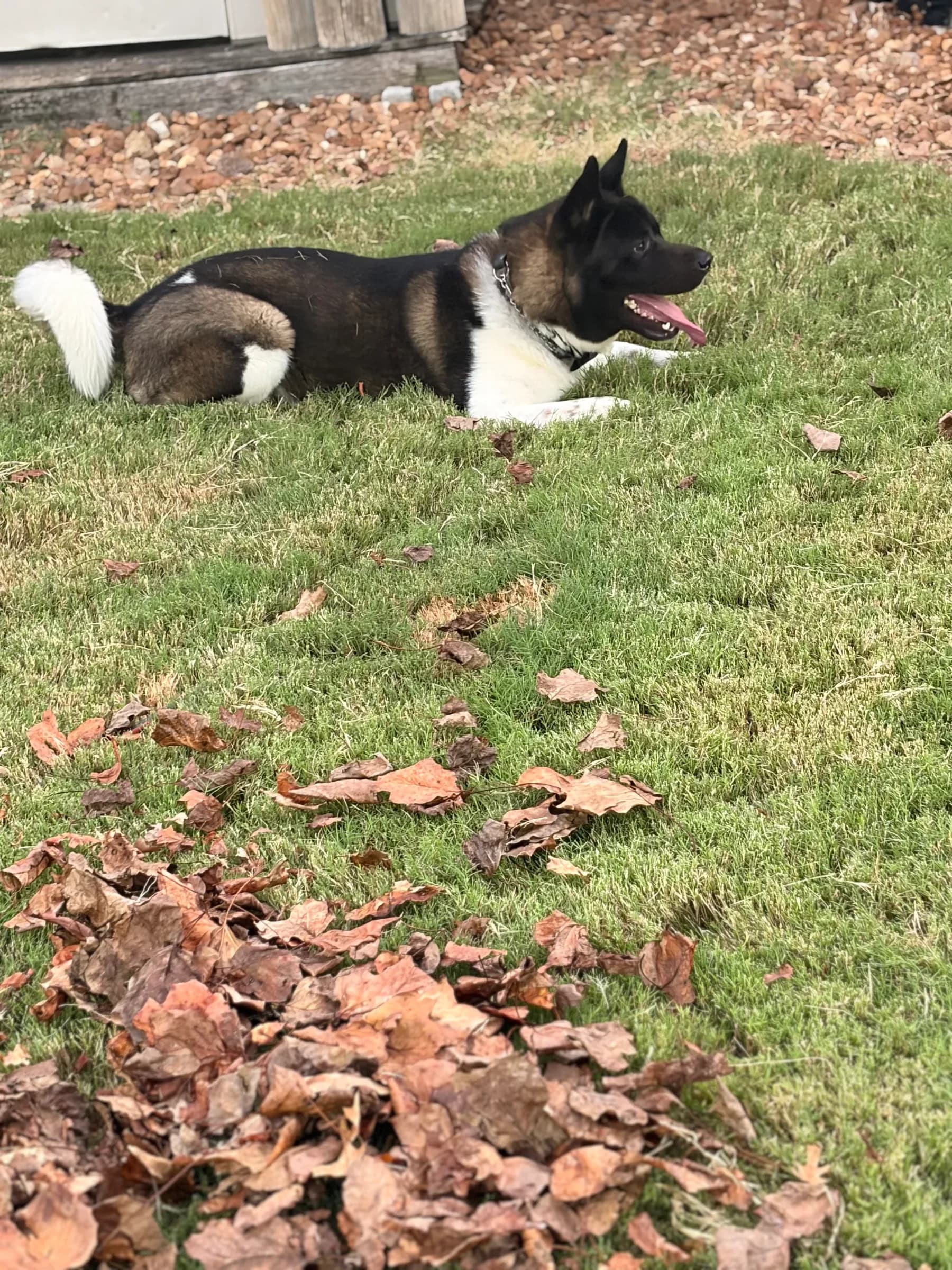 American Akita lying in fall leaves