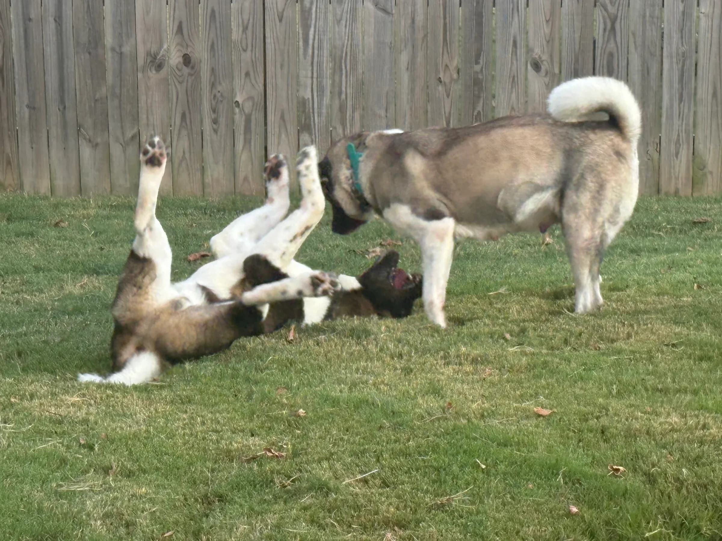 Two American Akitas playing in the yard