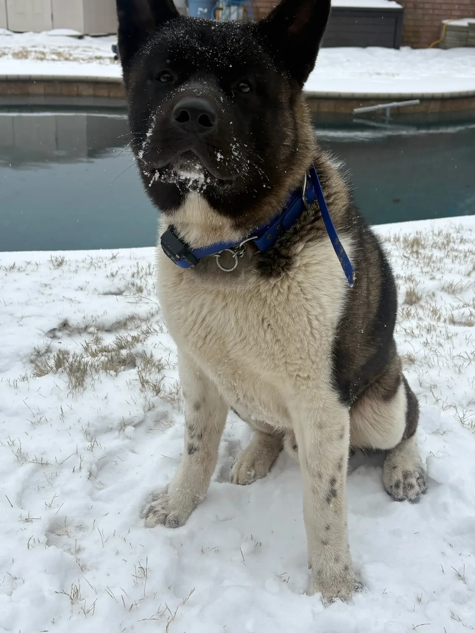 American Akita in the snow