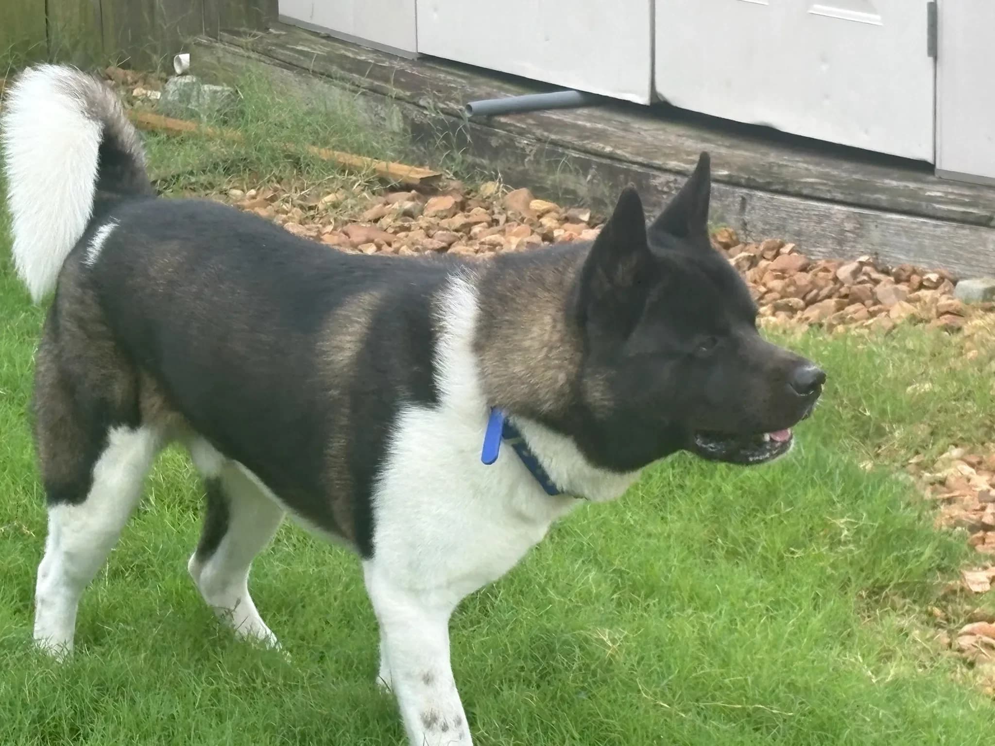 American Akita at Briwder Kennels