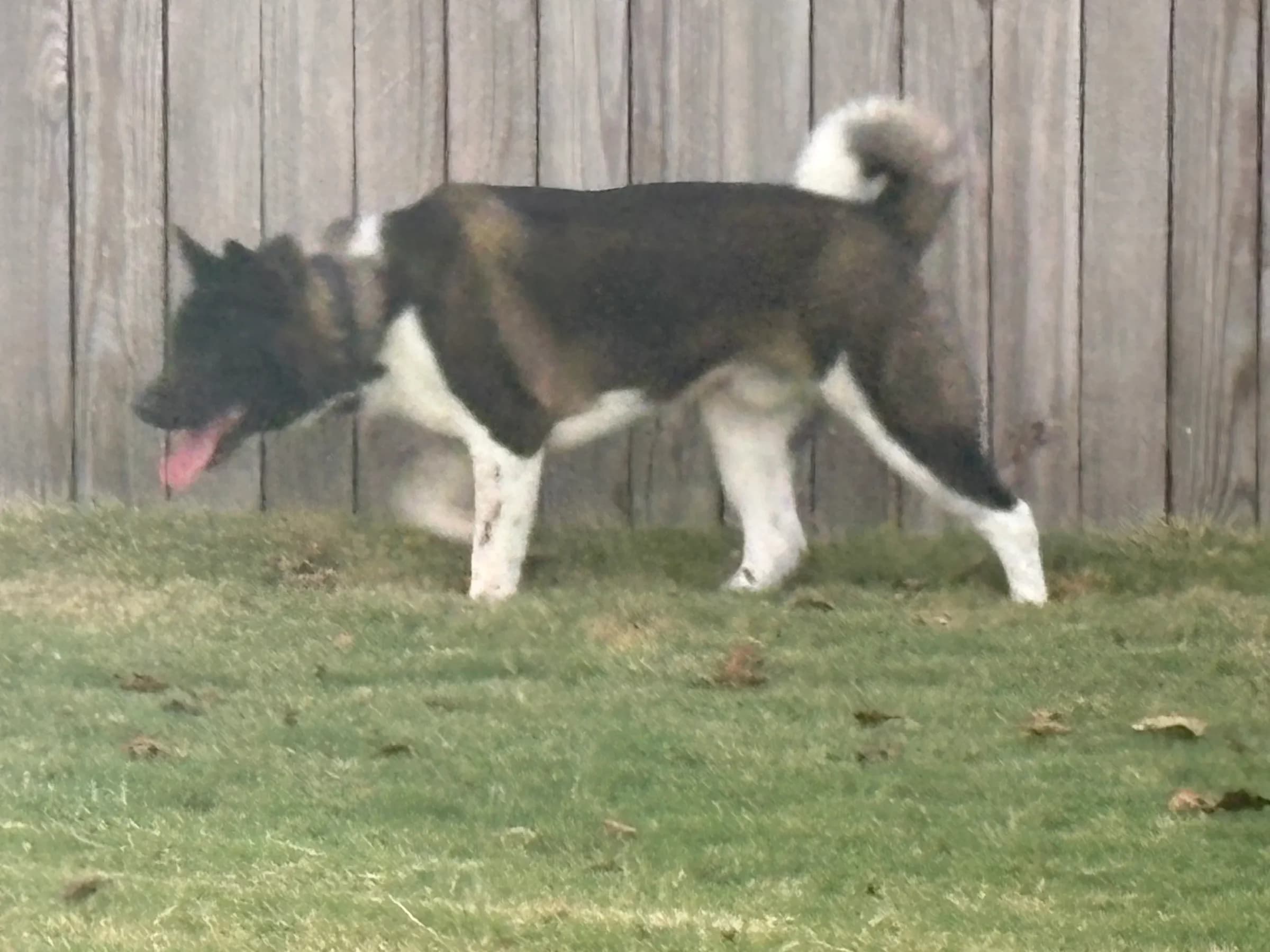 American Akita at Briwder Kennels