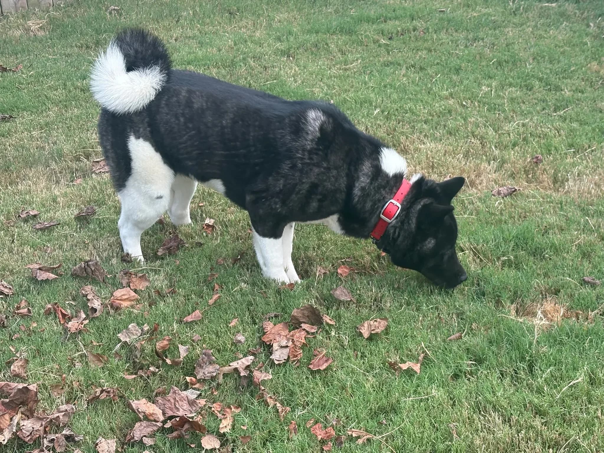 American Akita at Briwder Kennels