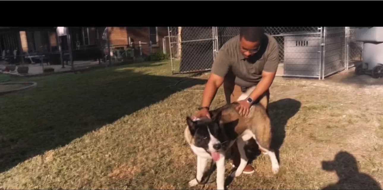 Akitas with their people in the yard