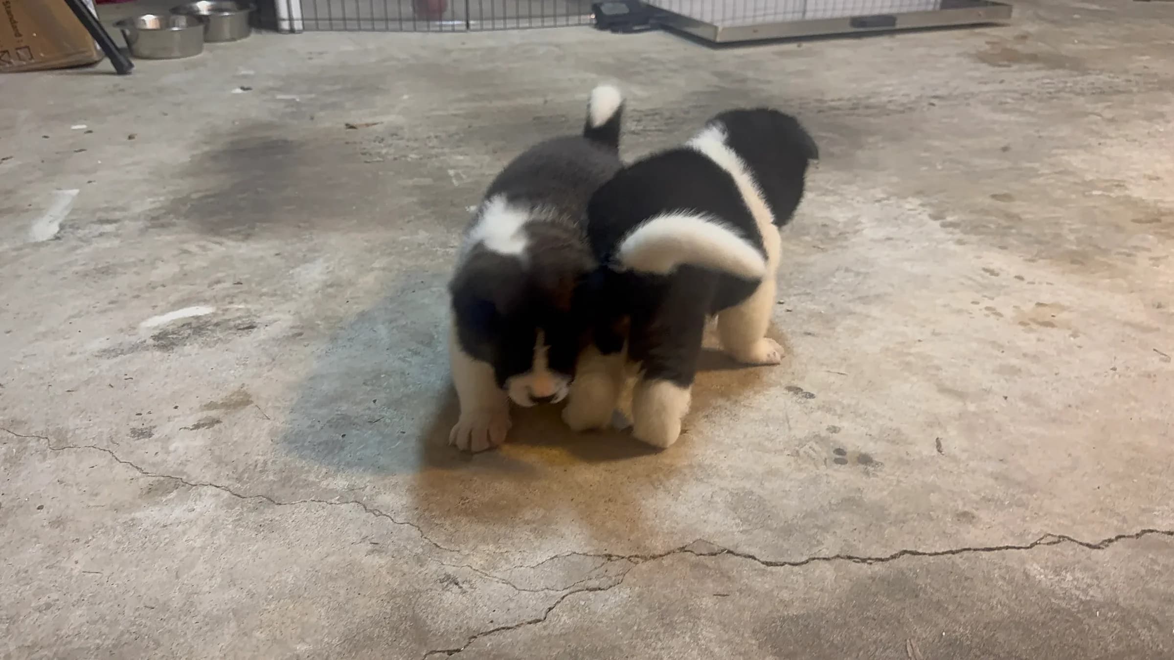 Akita puppies exploring