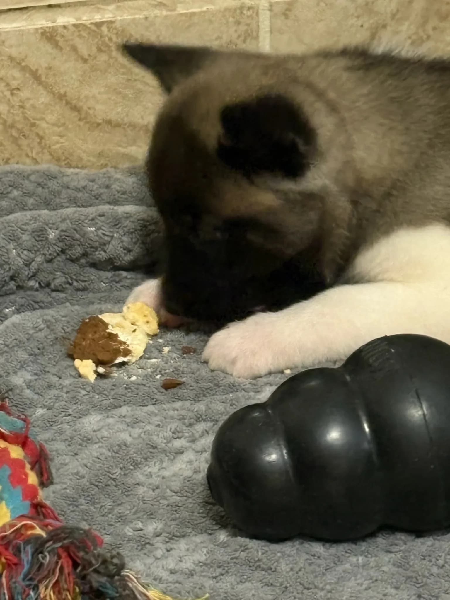 Akita puppy with a Kong
