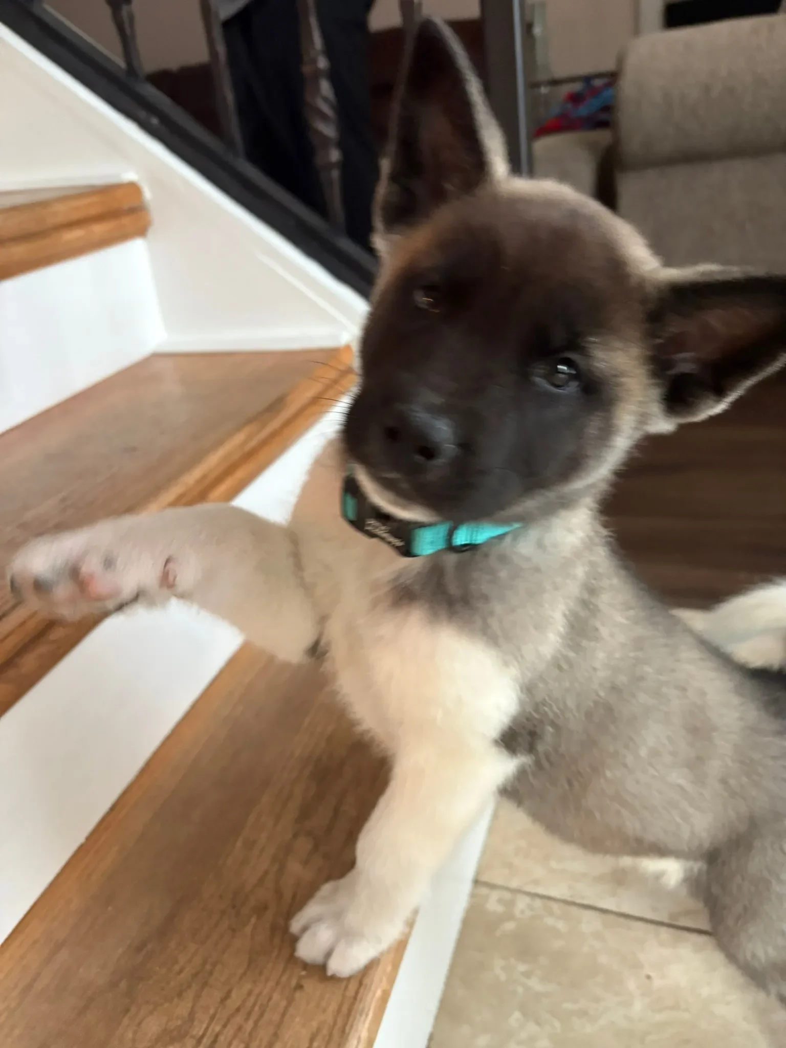 Akita puppy on the stairs at home