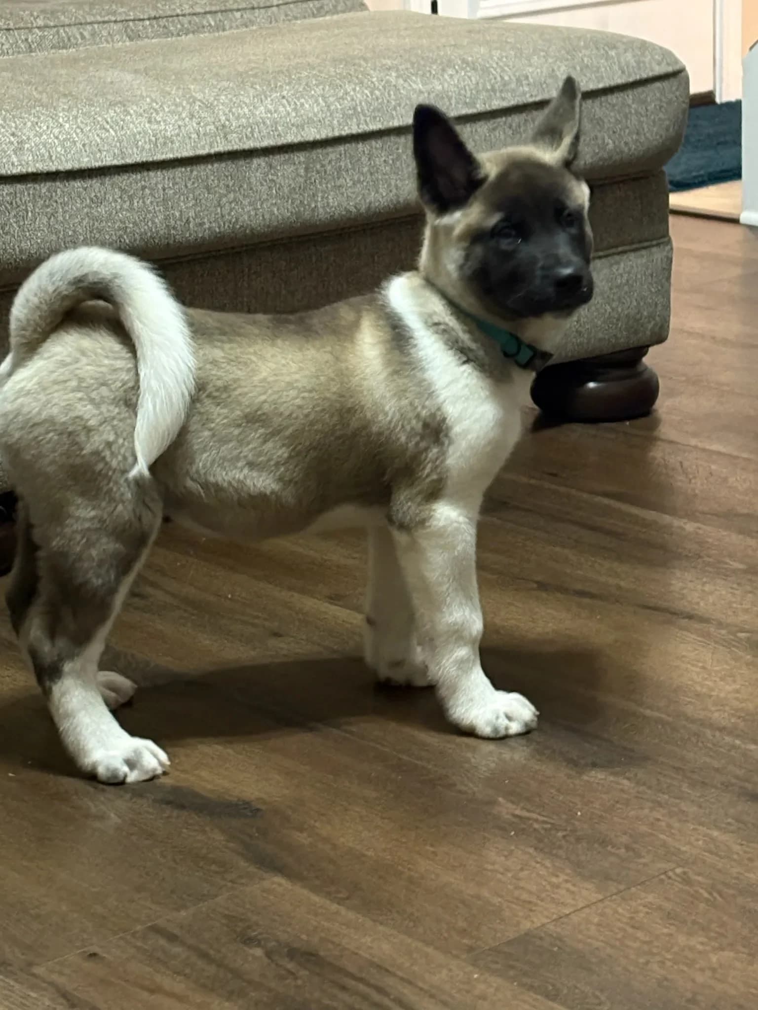 Akita puppy standing inside the house